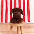 Chocolate Labrador Lavender Warmies Plush